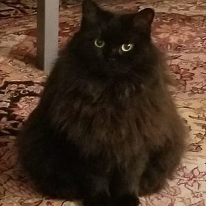 Meet your Posher, James